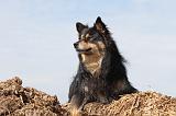 CHIEN FINNOIS DE LAPONIE 643